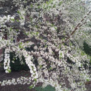 bloesem-pruimenboom