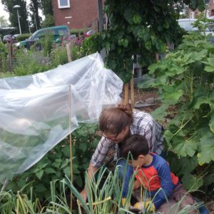 tomaten-krijgen-een-dakje